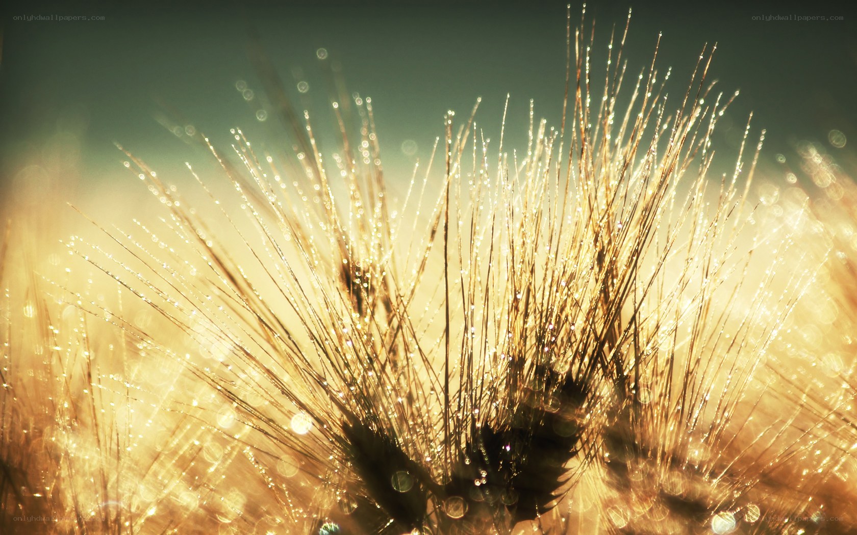 Dew on a dandelion seed head