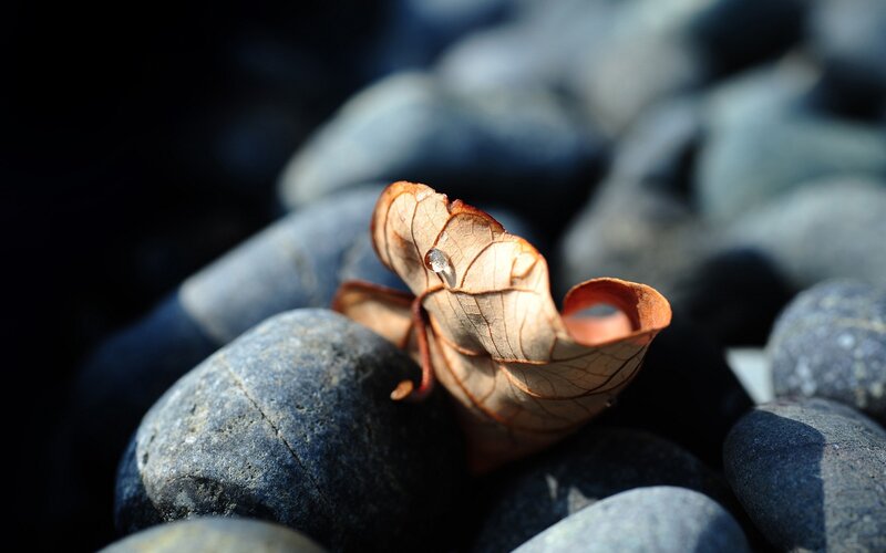 dew on a dry leaf