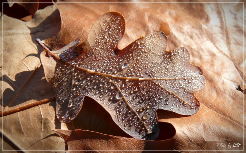 Dew on a fallen oak leaf