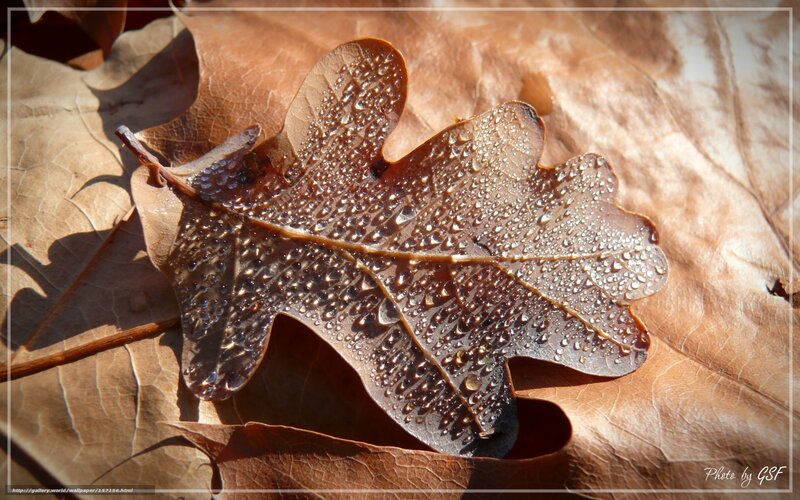 Dew on a fallen oak leaf