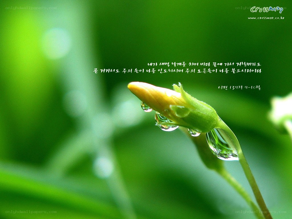Dew on a flower bud