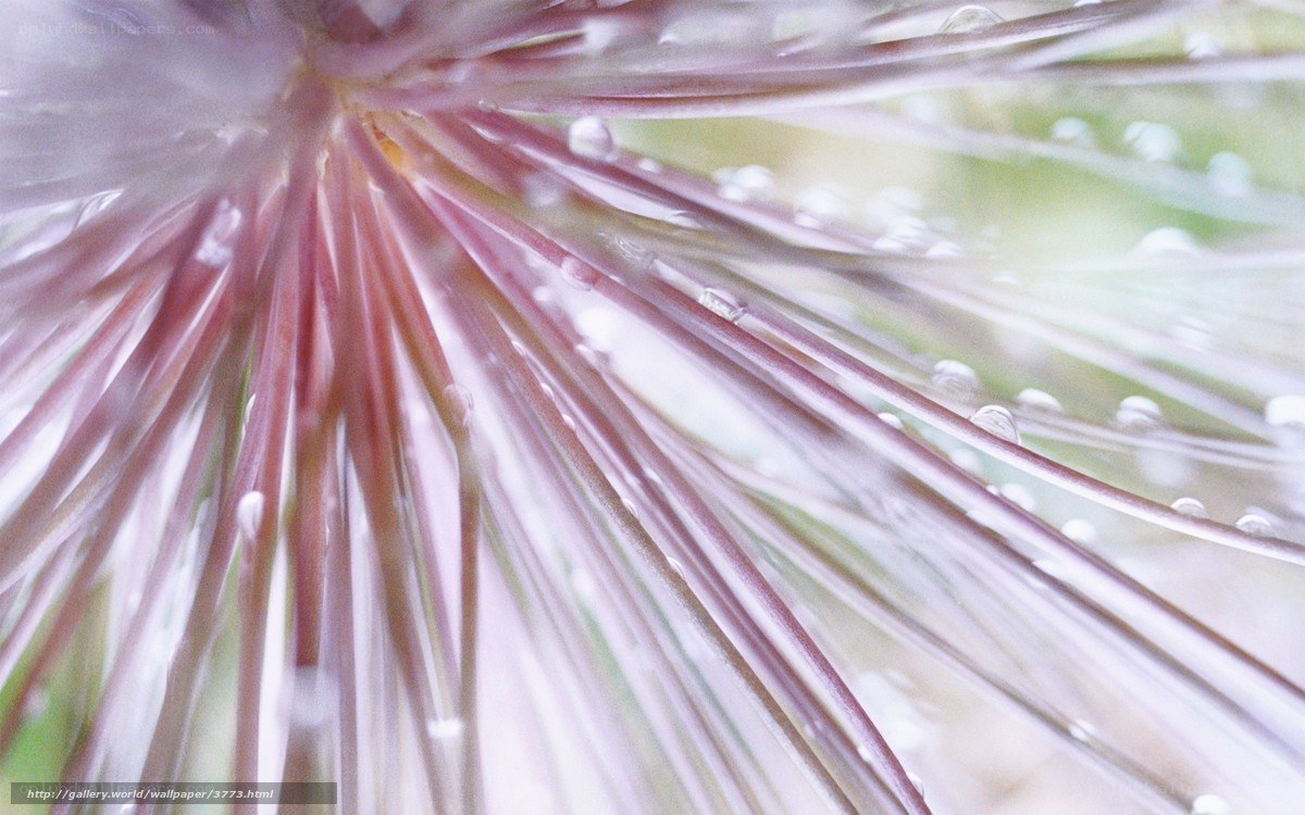 Dew on a flower head