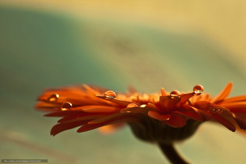 Dew on a flower petal