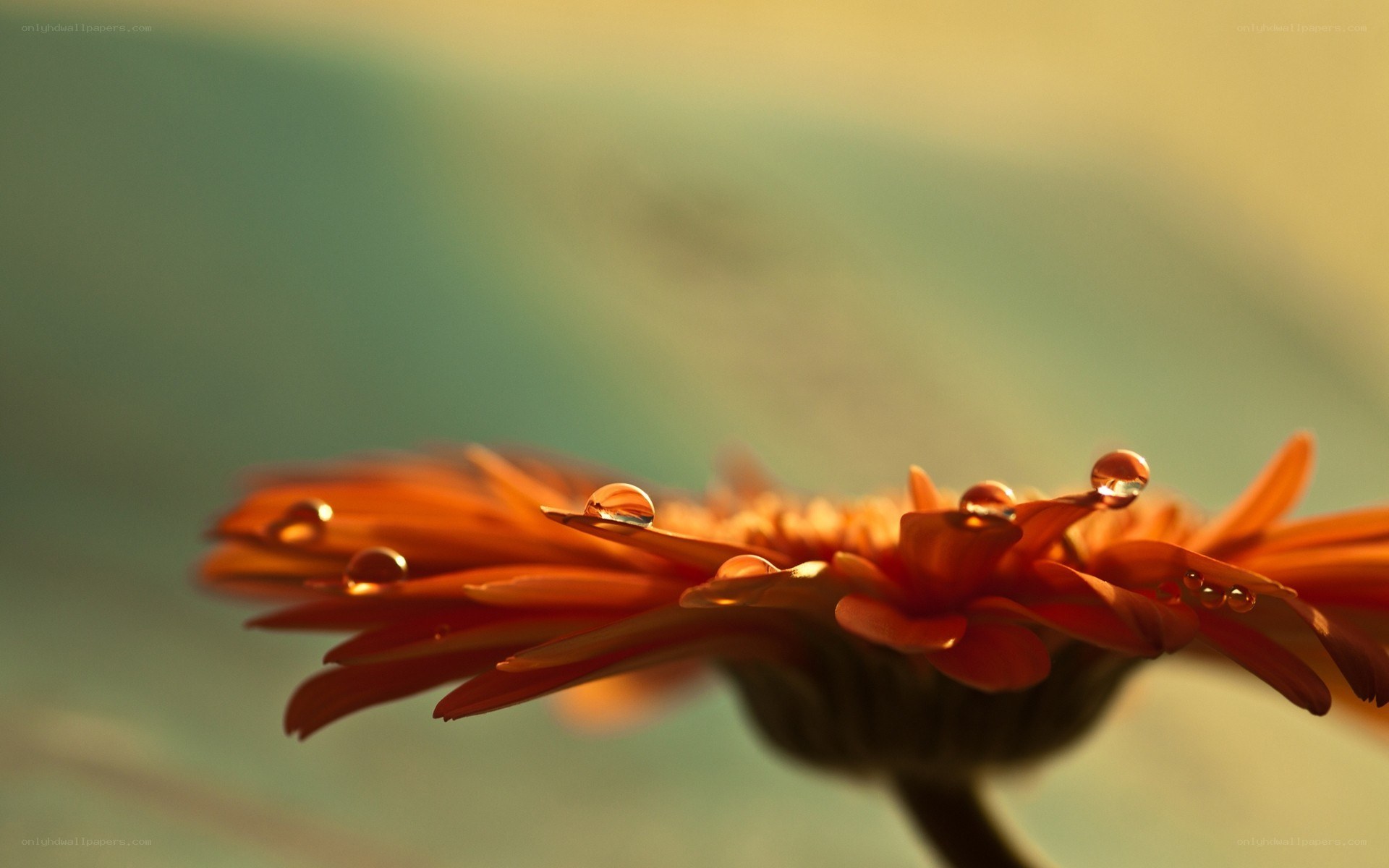 Dew on a flower petal