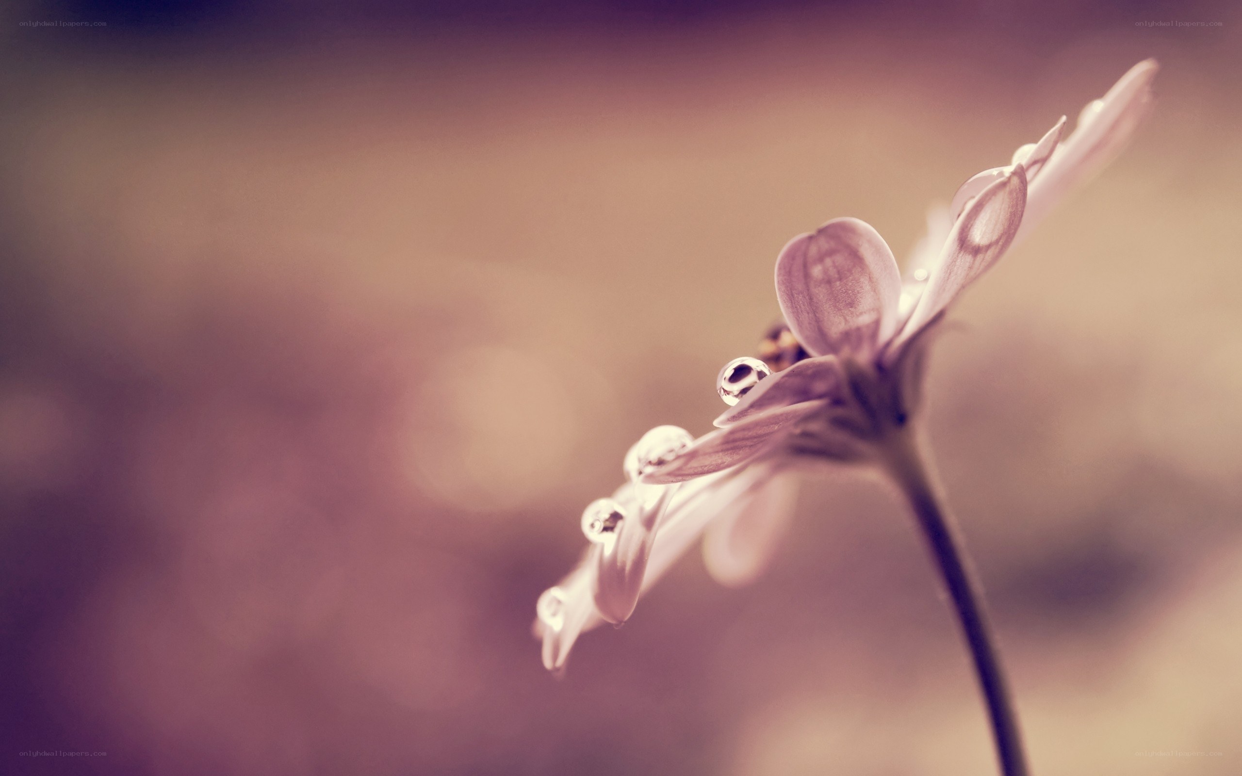 dew on a flower petal