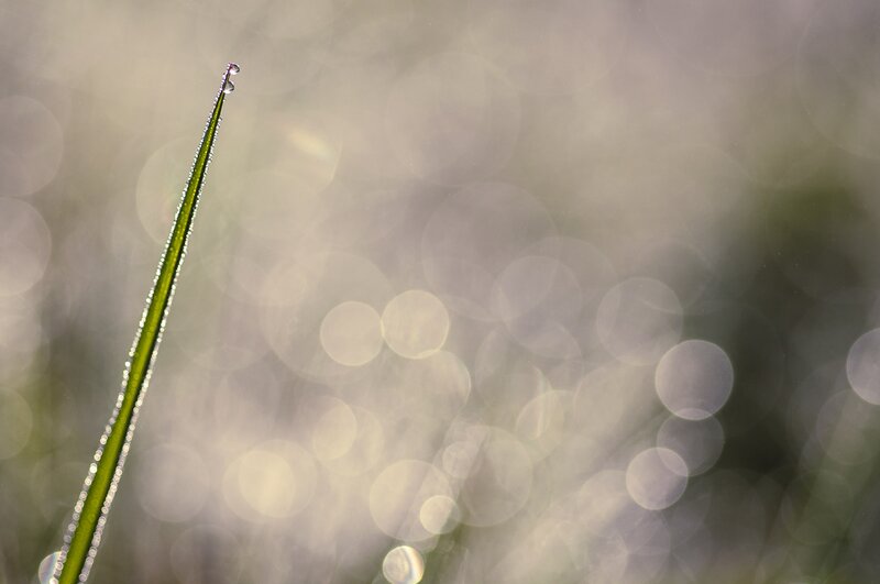 Dew on a grass blade