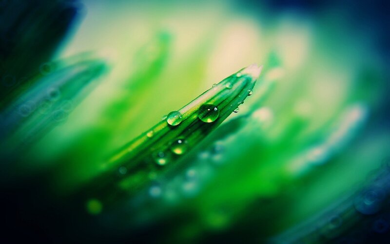 Dew on a green leaf