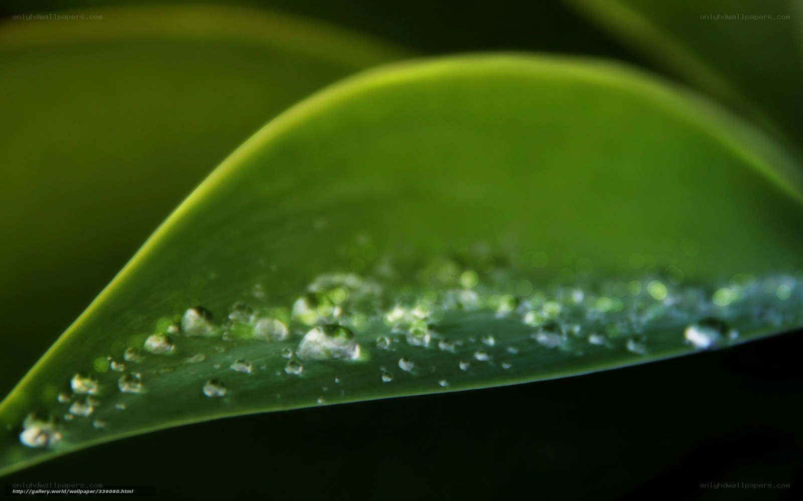 Dew on a green leaf