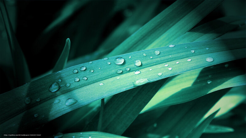 Dew on a green leaf