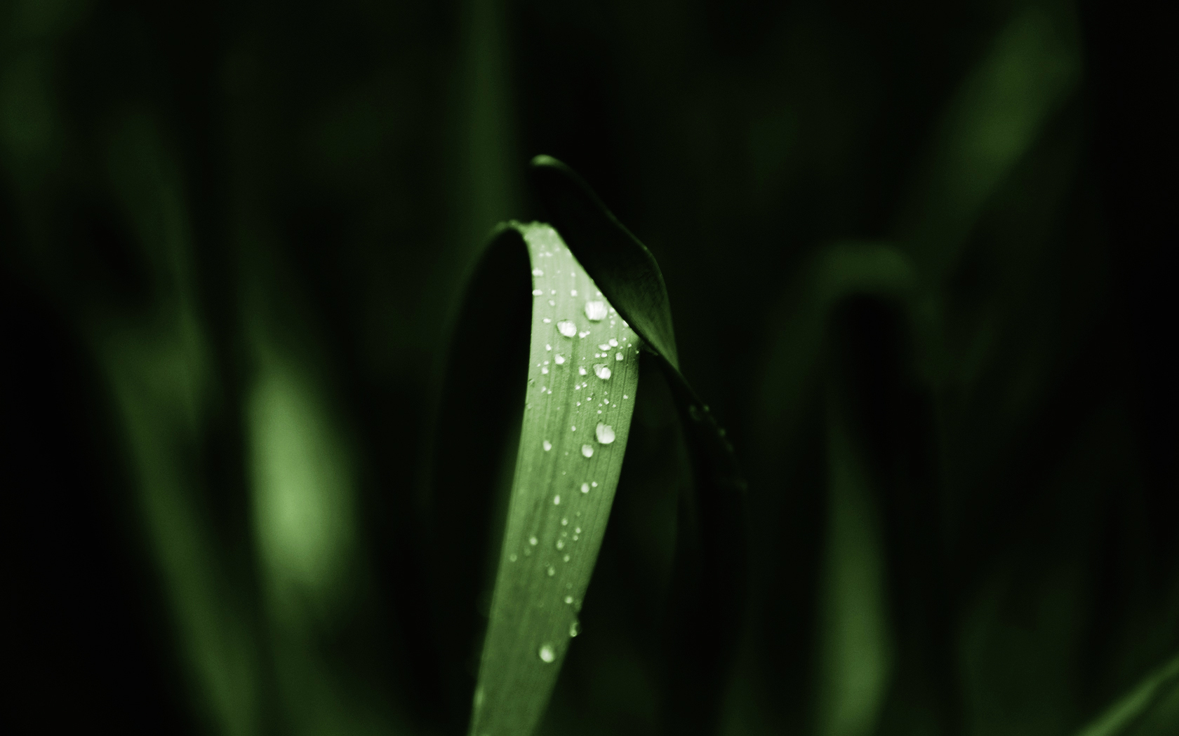 Dew on a green leaf