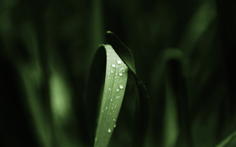 Dew on a green leaf