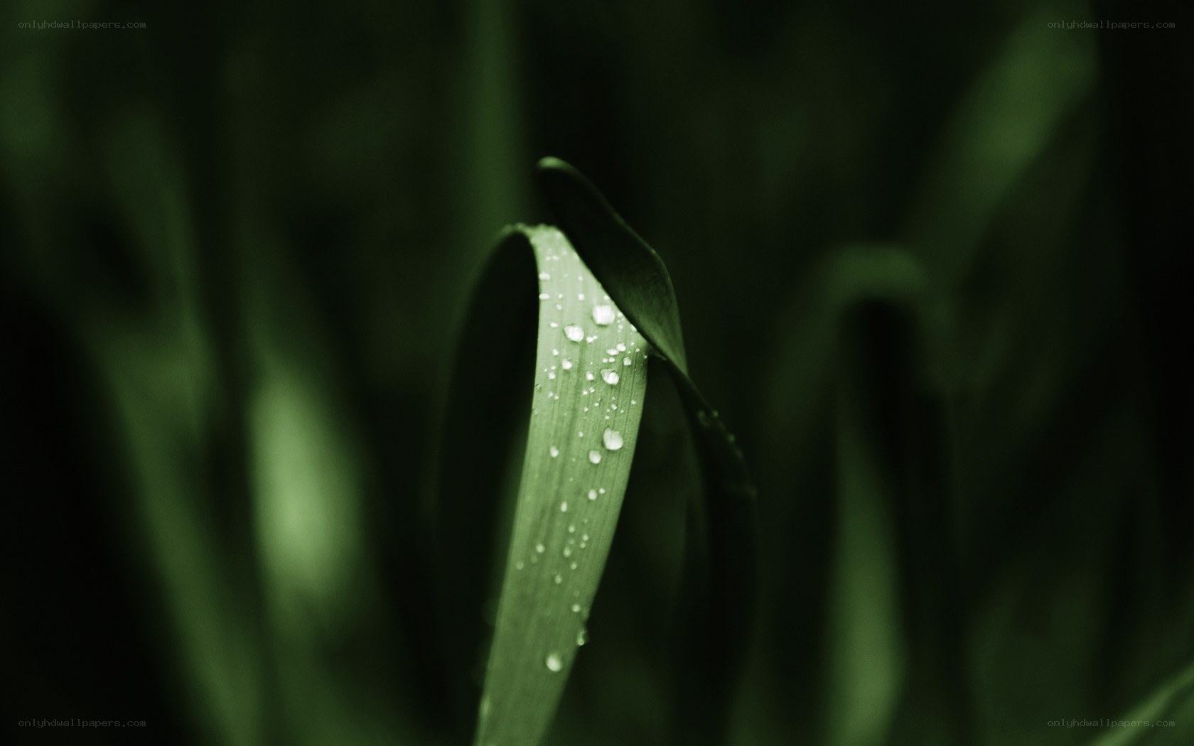 Dew on a green leaf