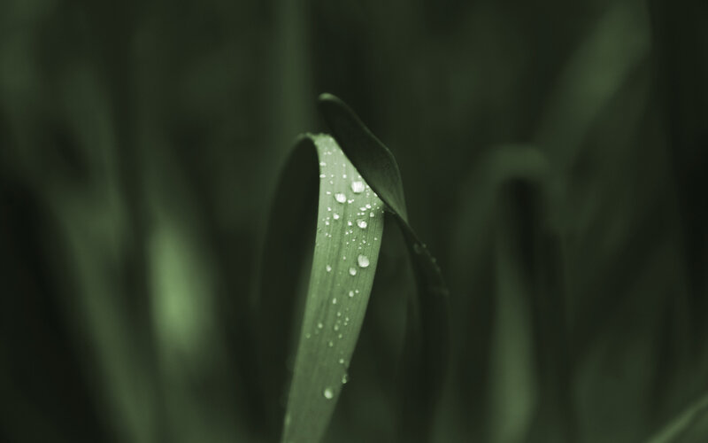Dew on a green leaf