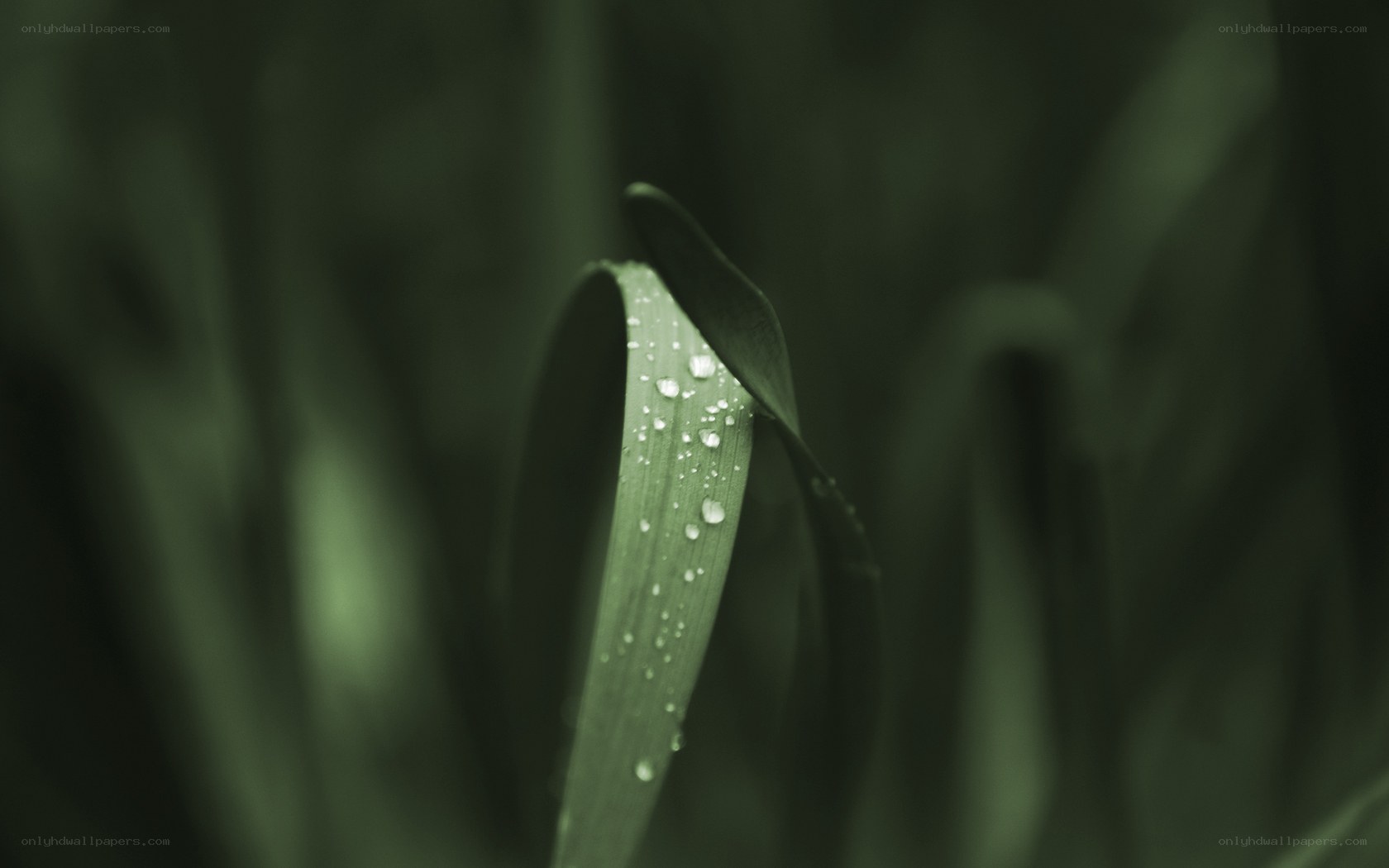Dew on a green leaf