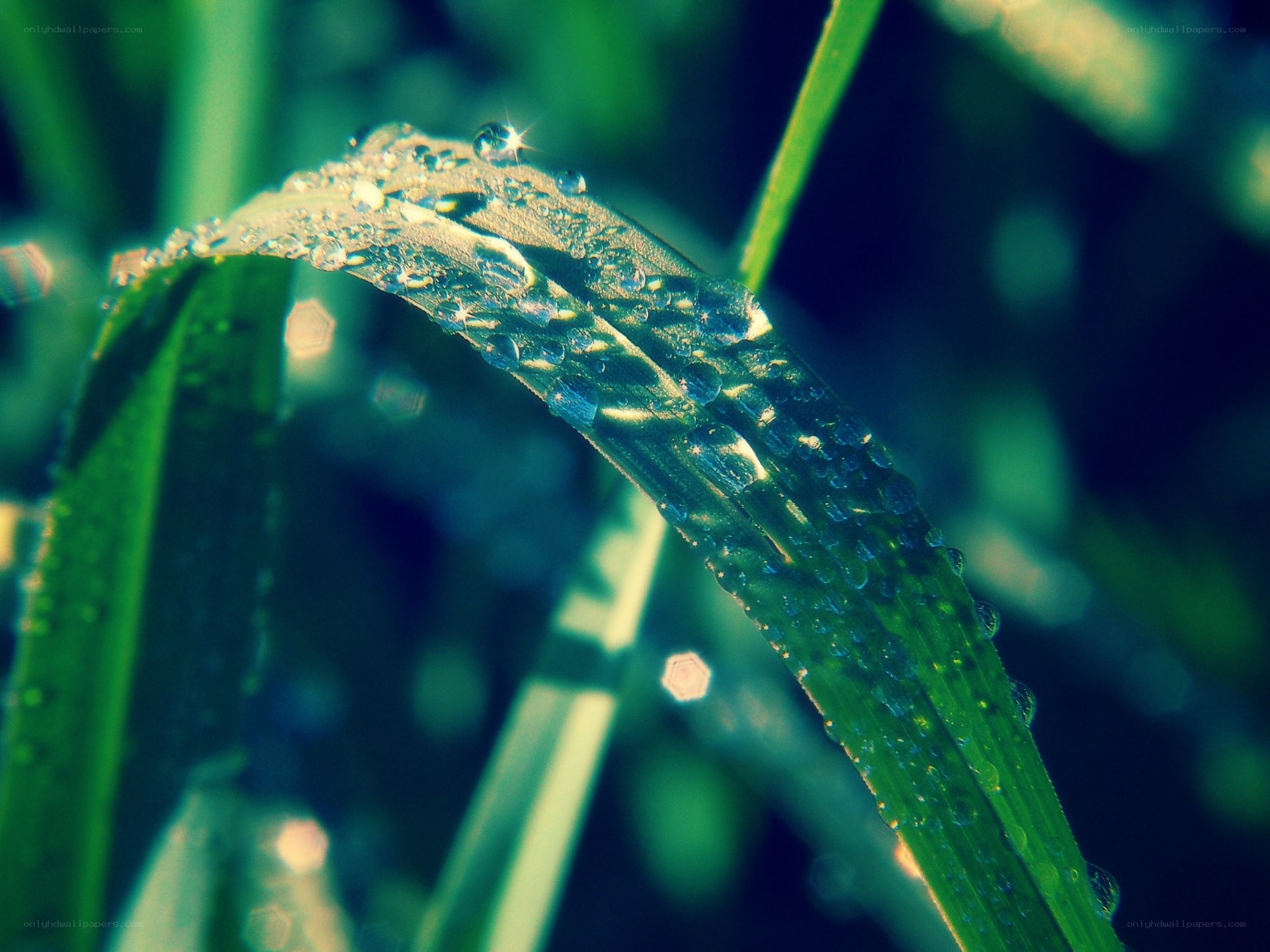 Dew on a green leaf