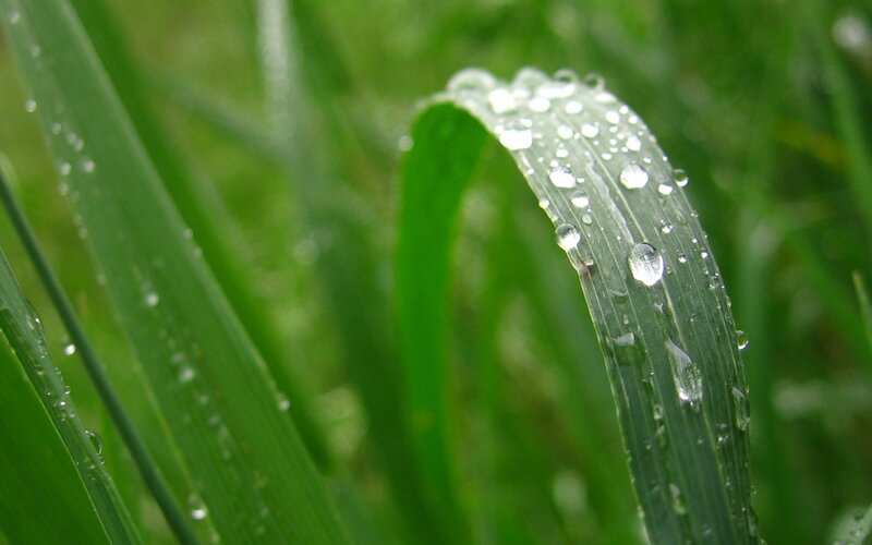 Dew on a green leaf