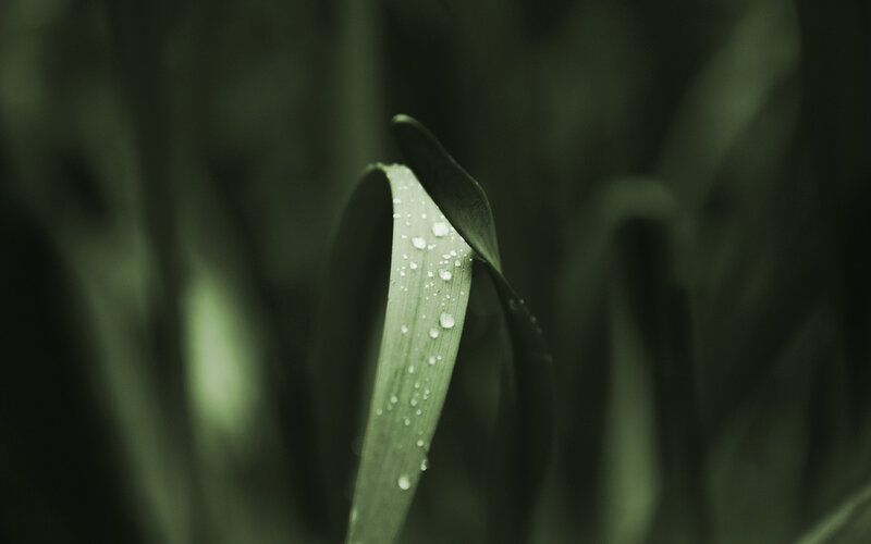 Dew on a green leaf