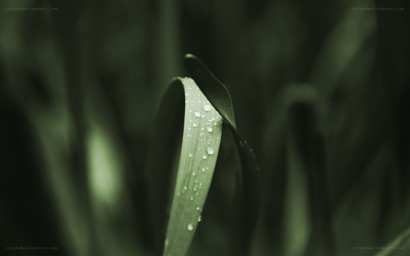 Dew on a green leaf