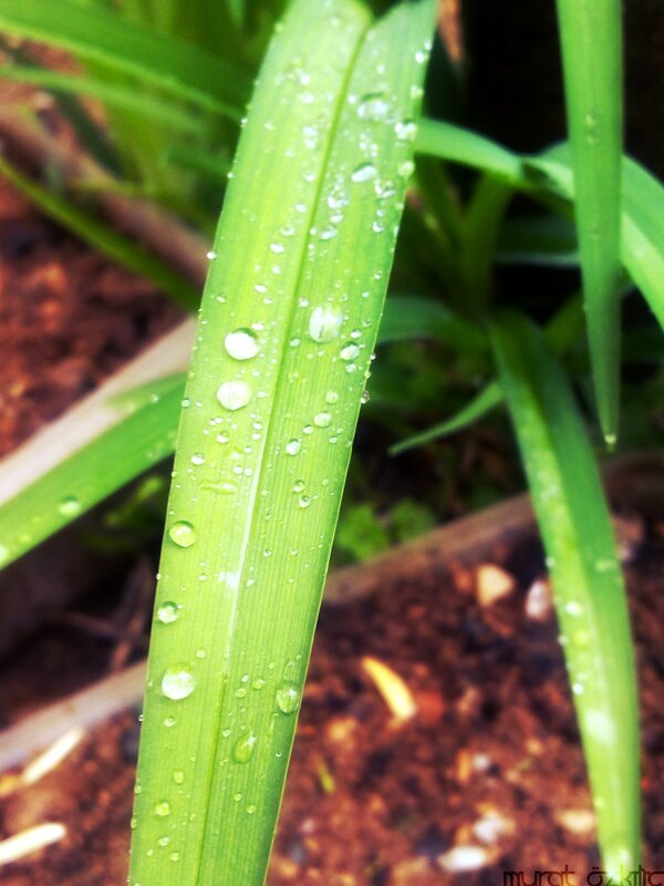 Dew on a green leaf