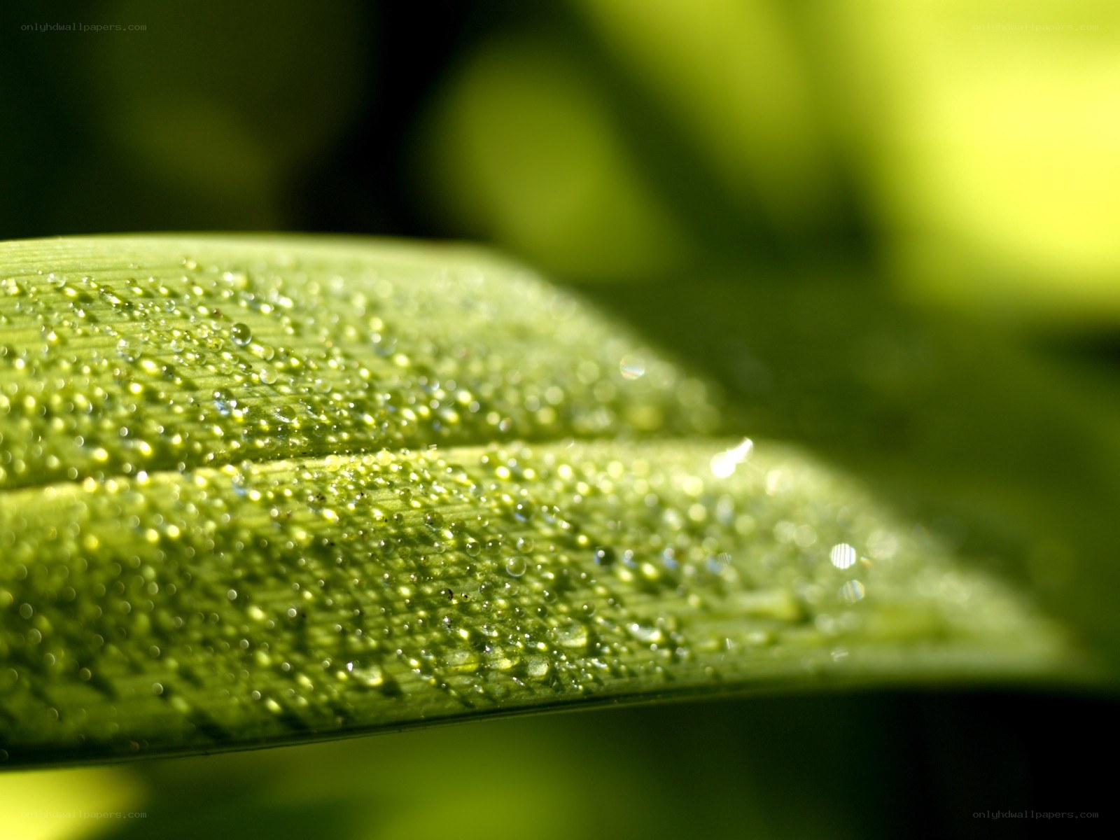 Dew on a green leaf
