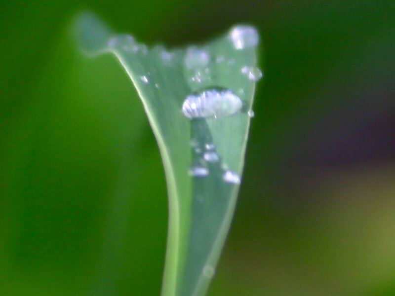 Dew on a green leaf