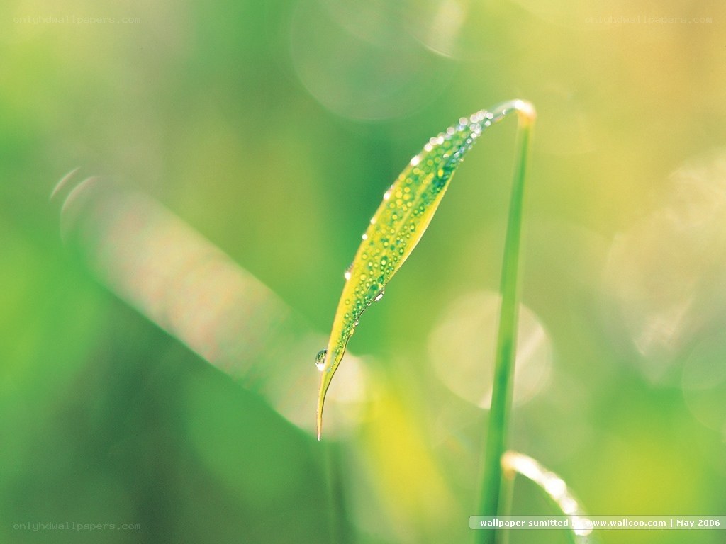 Dew on a green leaf