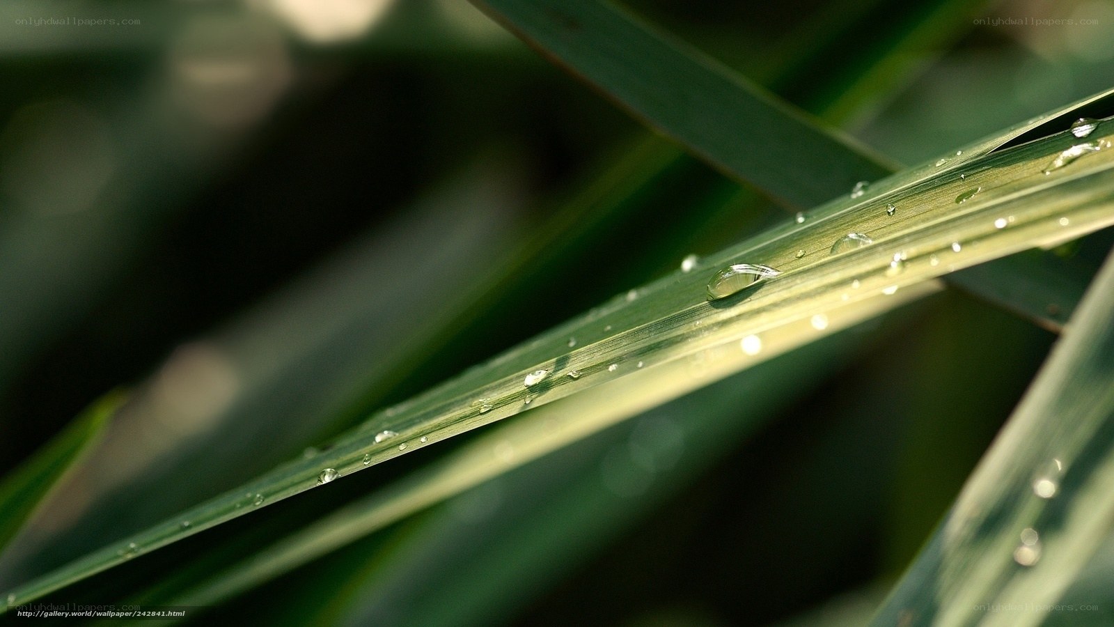 Dew on a green leaf