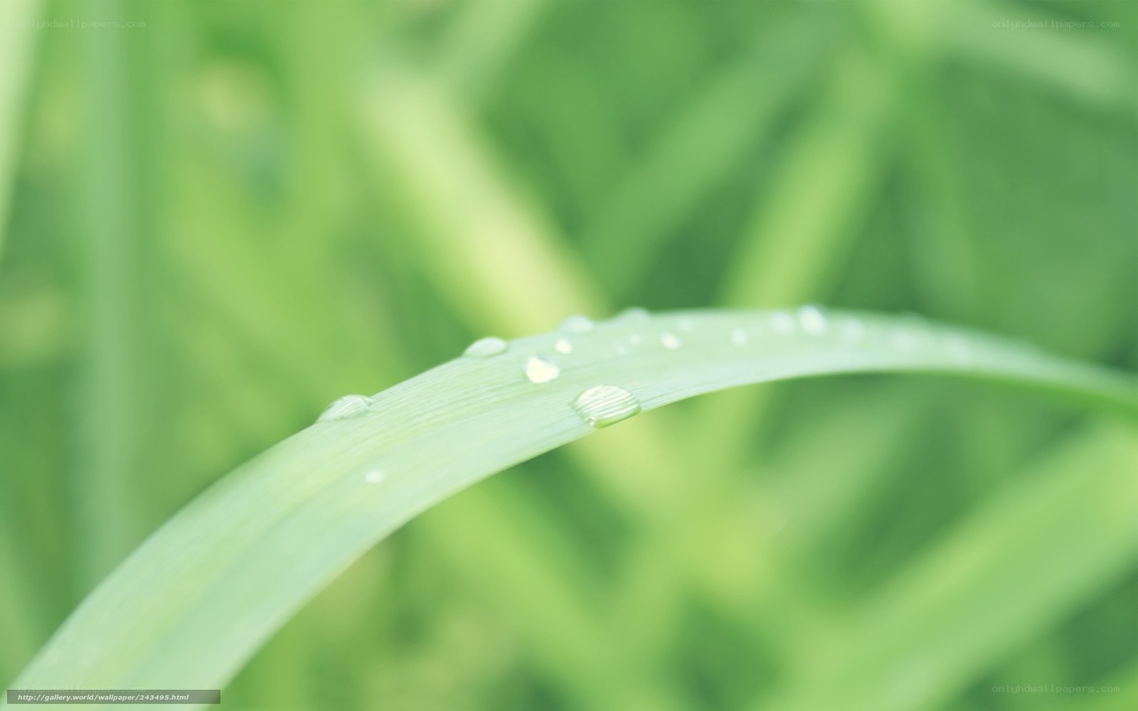 Dew on a green leaf