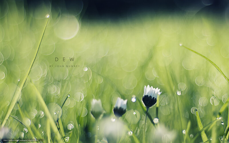 Dew on a green meadow
