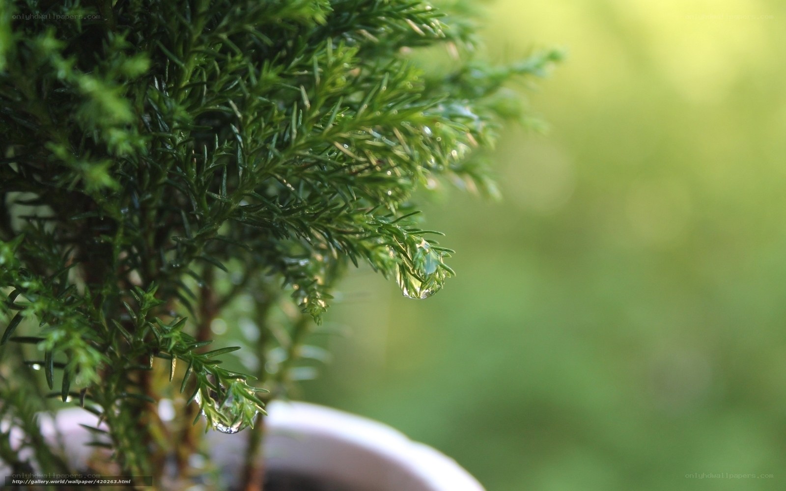 Dew on a green plant