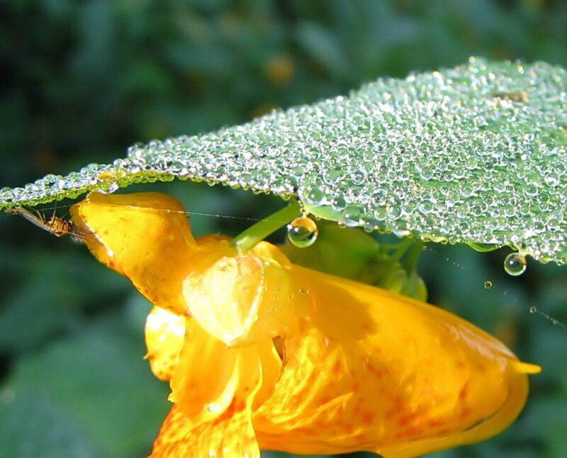 Dew on a leaf and flower