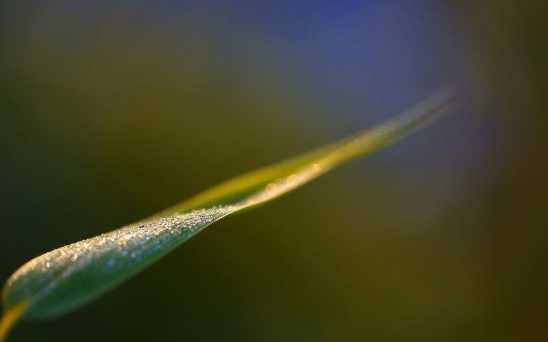 Dew on a leaf at sunrise