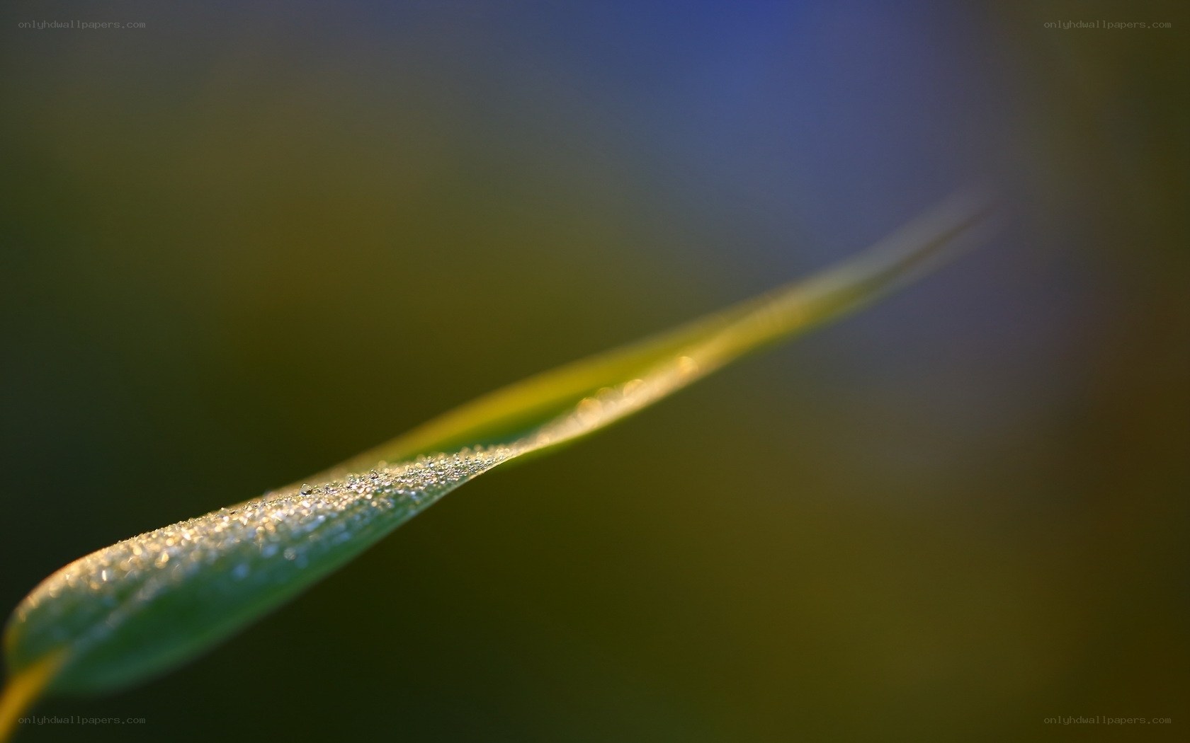 Dew on a leaf at sunrise
