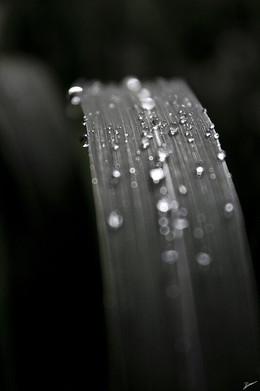 Dew on a leaf