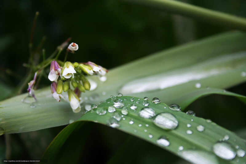 Dew on a leaf with flowers
