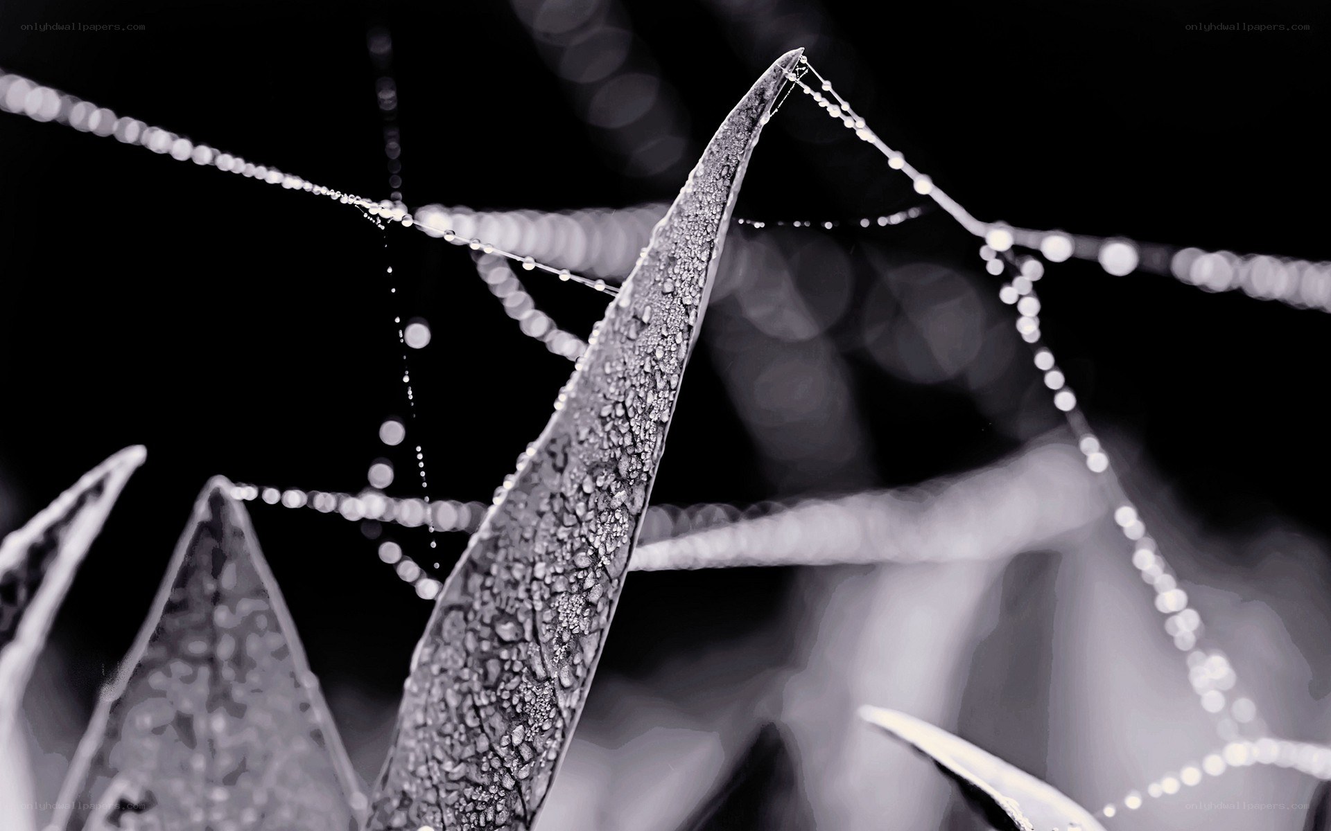 Dew on a leaf with spider web