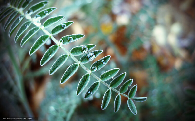 Dew on a leafy branch