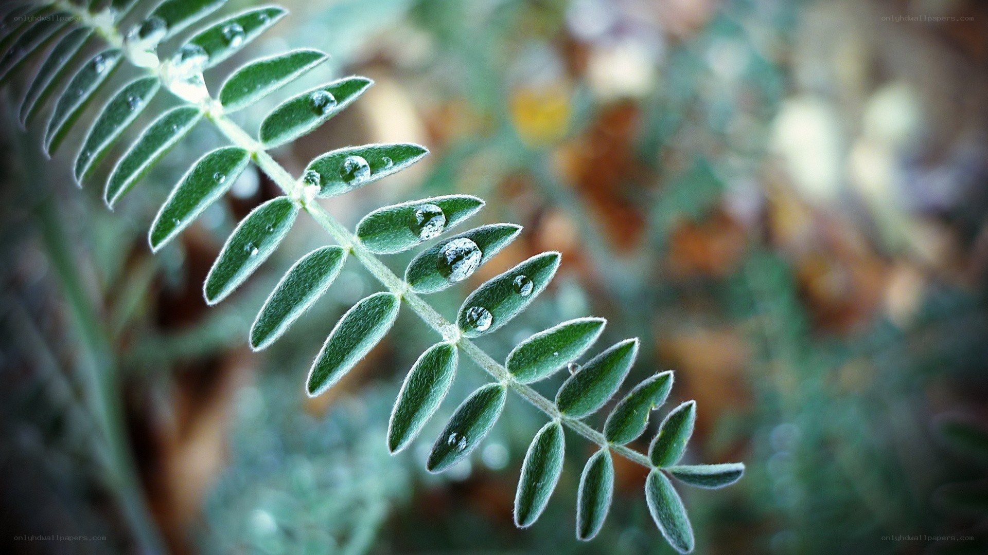 Dew on a leafy branch