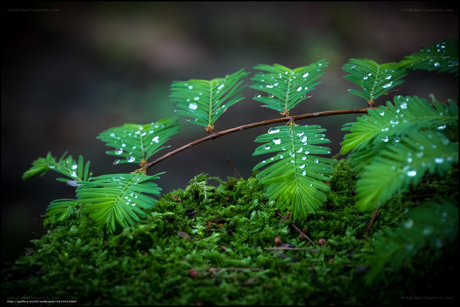 Dew on a mossy branch