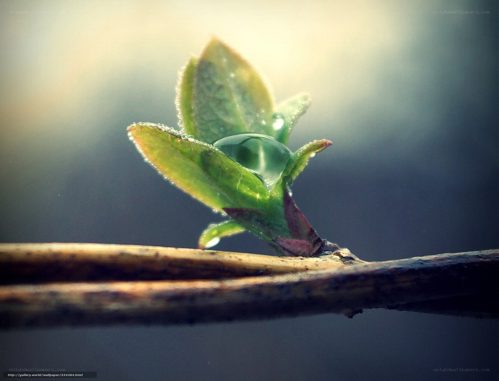 Dew on a New Leaf
