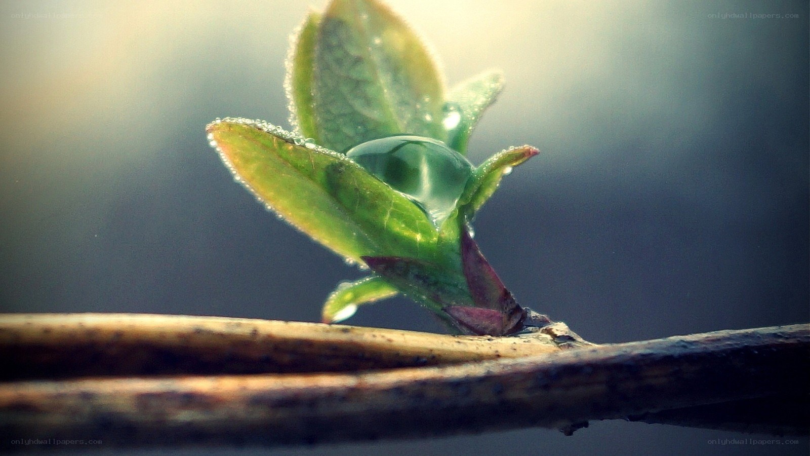 Dew on a new leaf