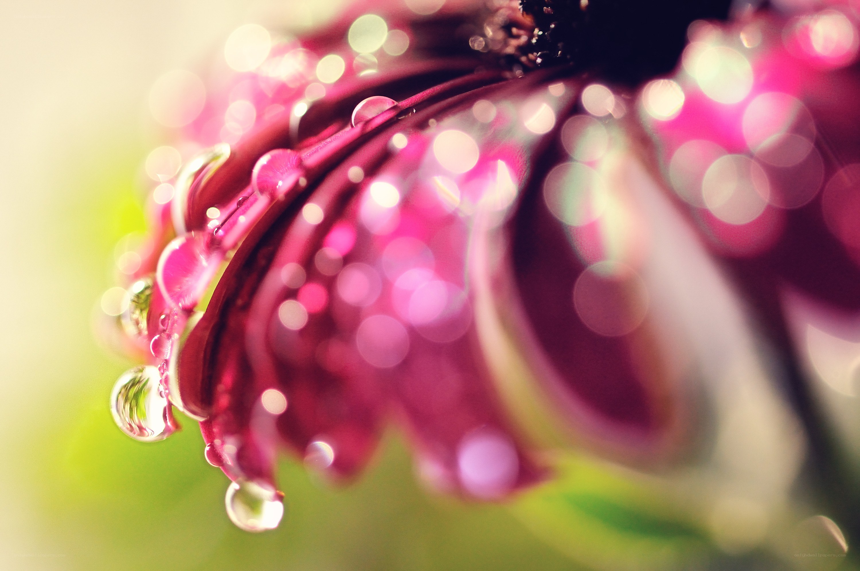 Dew on a pink flower
