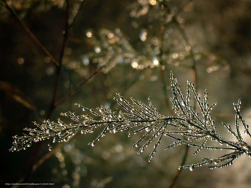 Dew on a plant branch