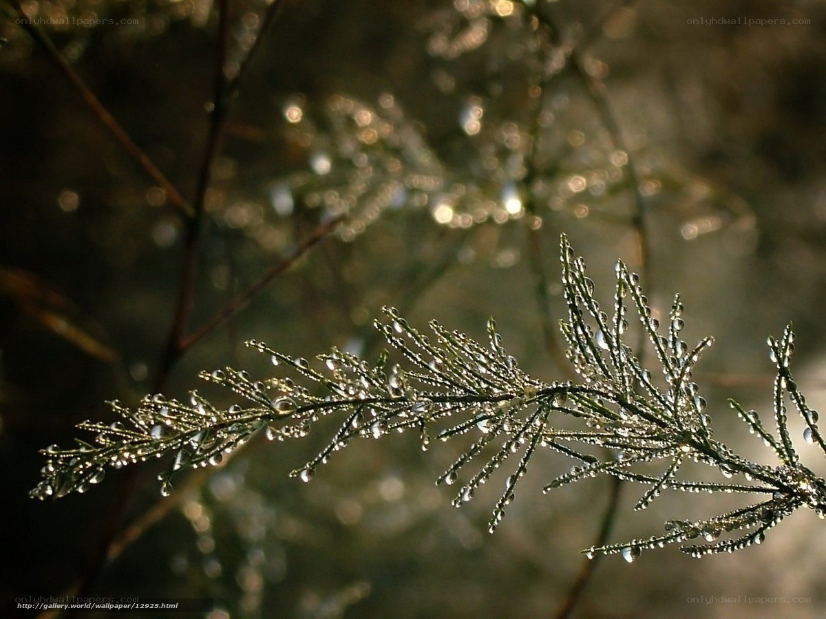 Dew on a plant branch