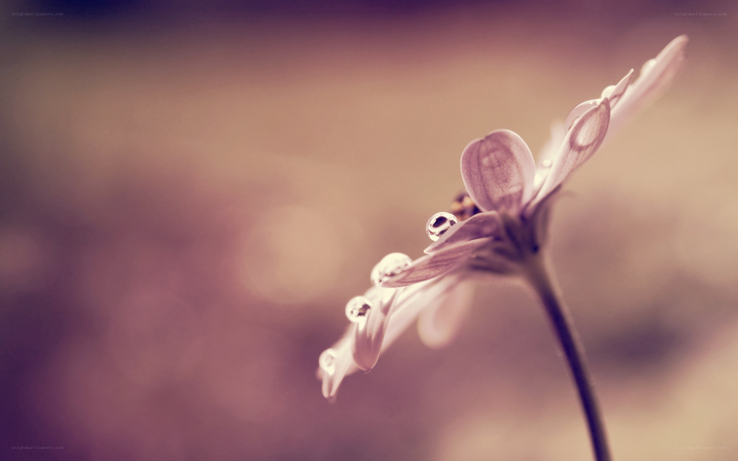 dew on a purple flower