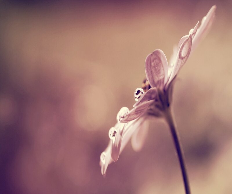 dew on a purple flower