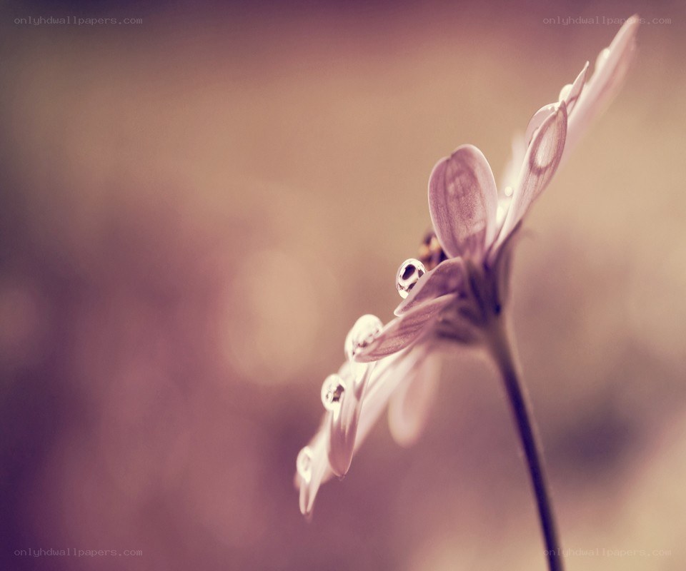 dew on a purple flower