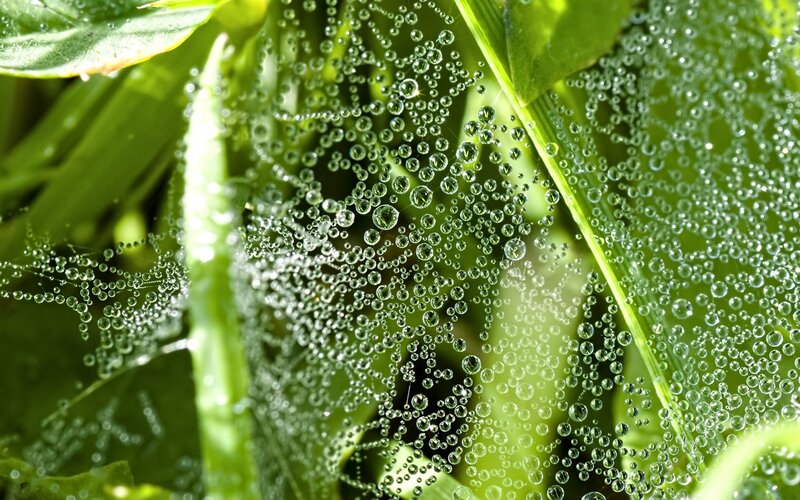 Dew on a spider web