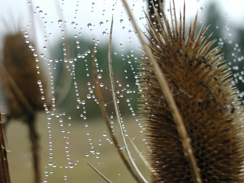 Dew on a spider web
