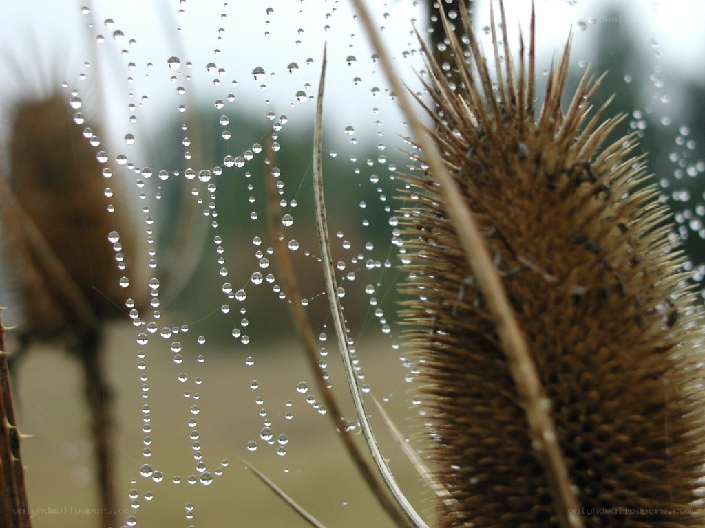 Dew on a spider web